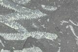 Fossil Graptolite Cluster (Didymograptus) - Great Britain #103451-1